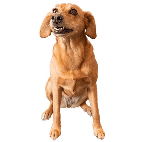 Funny Dog